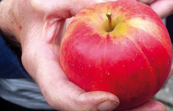 Der Hof der LuisenGärten