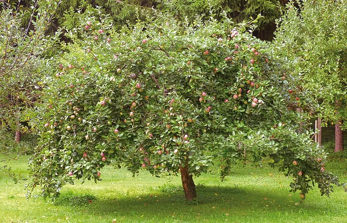 Streuobstwiese mit alten Apfelbäumen