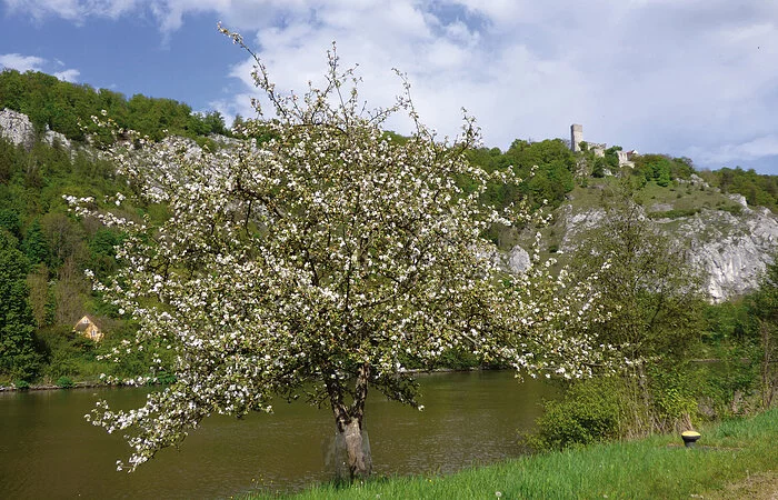 Alte Obstbäume auf der Streuobstwiese